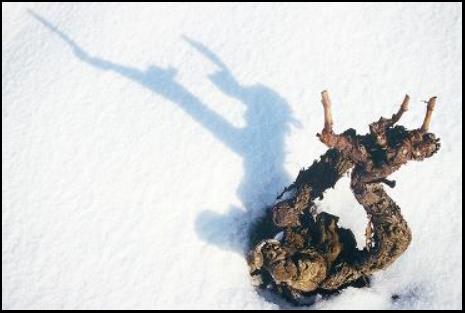 Photo Richard Bonin : Cep de vigne sous la neige
